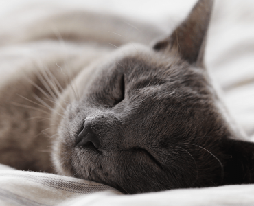 Dormir toda la noche sin despertar