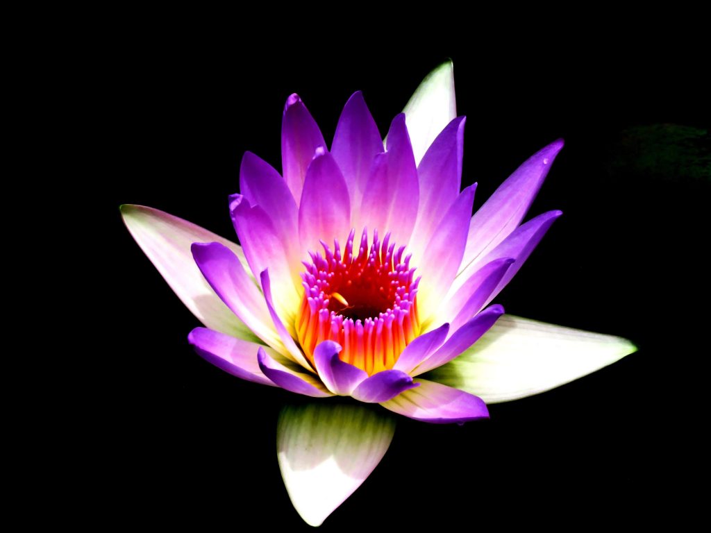 exploraremos cómo utilizar el mindfulness para controlar las emociones y desarrollar una mayor calma
